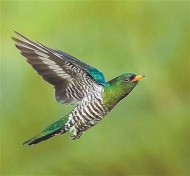 万鸟是什么_万鸟有哪些品种