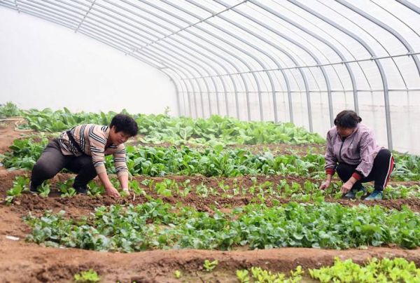 农忙活的季节是什么时候_农忙有哪些具体活