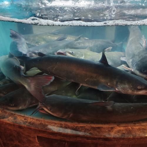 哪里买新鲜活鱼_活鱼价格多少钱一斤