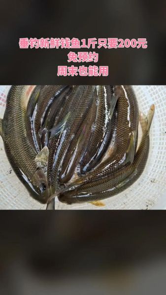 哪里买新鲜活鱼_活鱼价格多少钱一斤