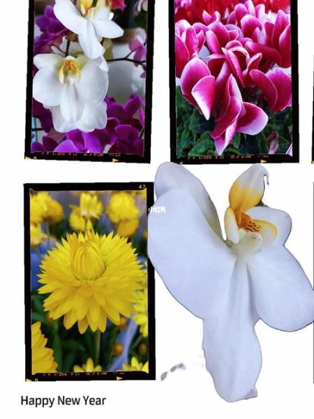 花儿为什么这样迷人_如何形容花儿迷人