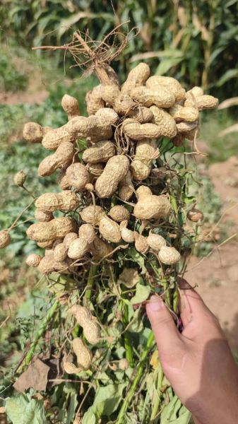 秋季花生什么时候收获_秋季花生怎么保存