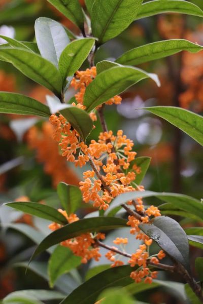 丹桂怎么养_丹桂什么时候开花