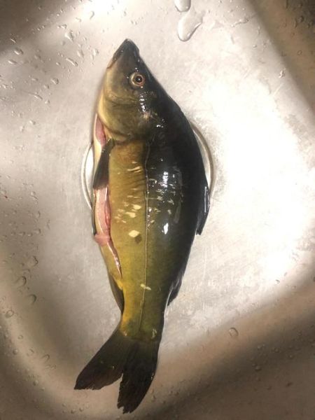 三道鳞鱼怎么炖不腥_家常做法步骤详解