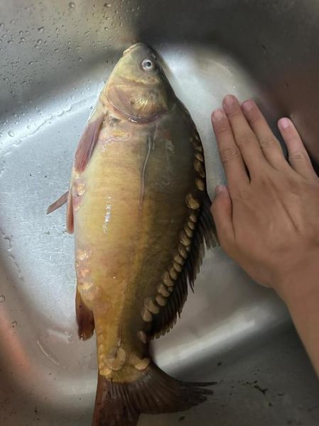 三道鳞鱼怎么炖不腥_家常做法步骤详解