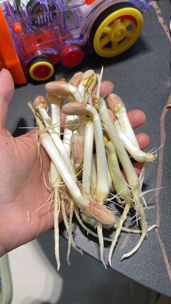 花生芽怎么发_花生芽的做法大全