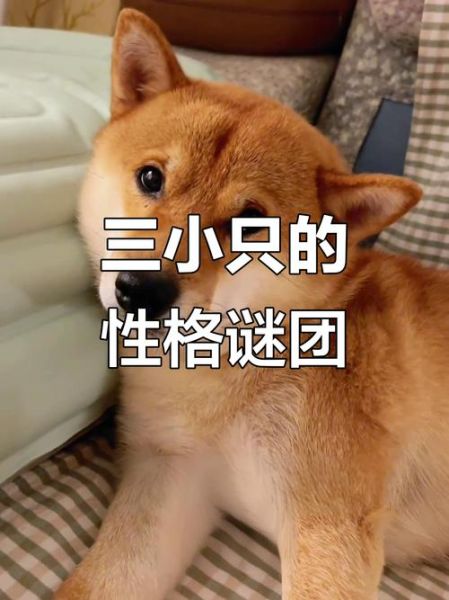 傻乎乎是什么意思_傻乎乎的人性格特点