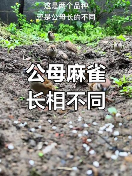 麻雀怎么读_麻雀拼音声调是什么