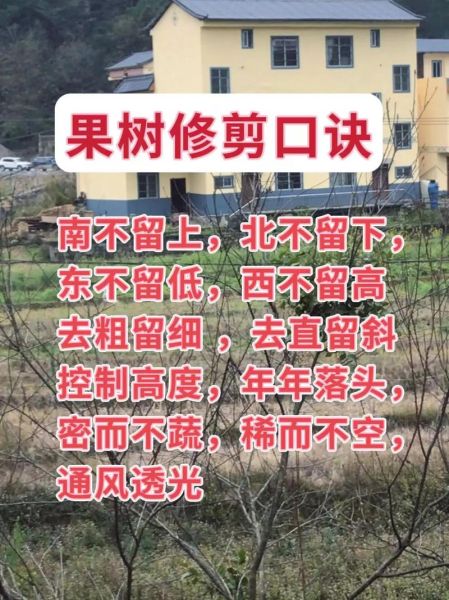 树枝怎么修剪_树枝修剪的最佳时间