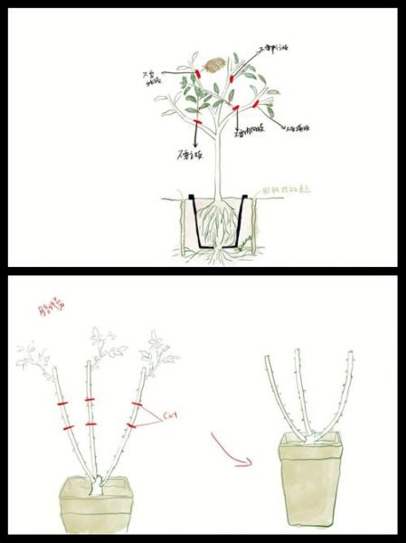 树枝怎么修剪_树枝修剪的最佳时间