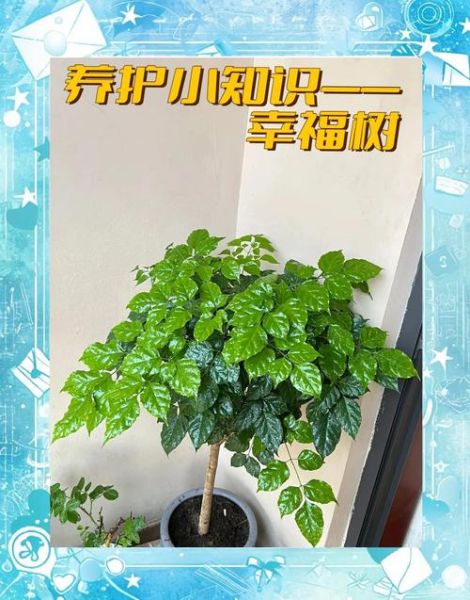 生机旺盛的植物有哪些_如何养护更旺盛