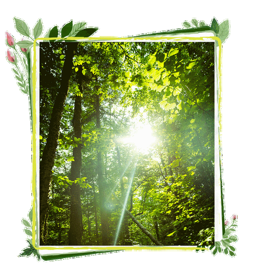 什么是绿色动态词语_绿色动态词语怎么用