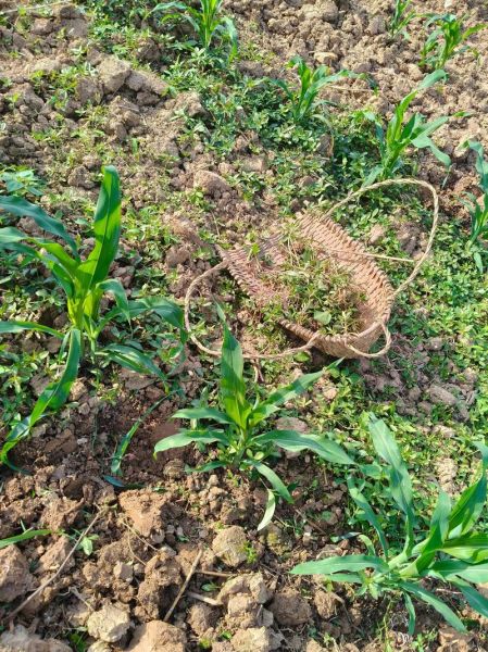 农活有哪些_农活怎么干