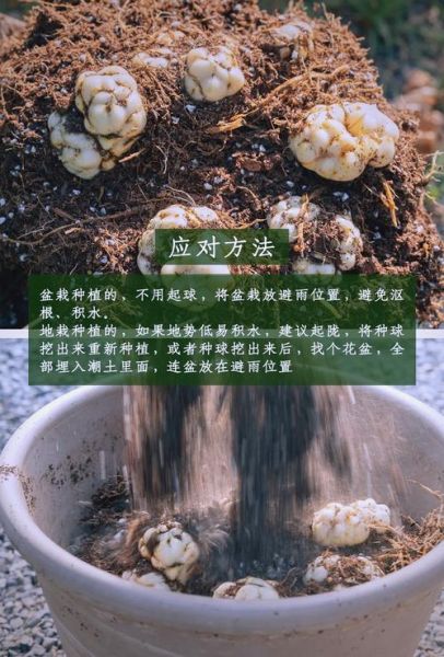 什么花枯了还能活_花枯了怎么救活