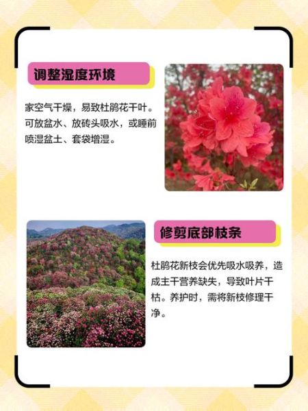 什么花枯了还能活_花枯了怎么救活
