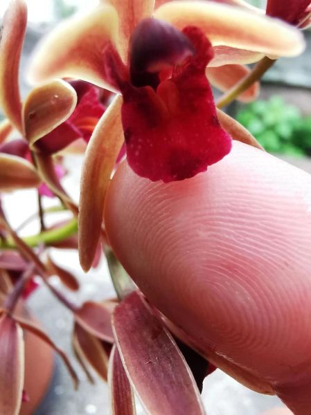 花儿为什么这样红_如何描写花儿的颜色