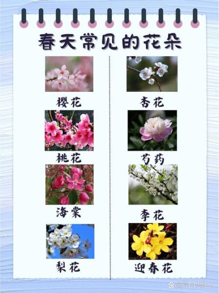 春天有哪些花_春天赏花最佳时间