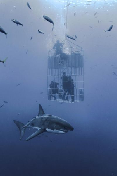 沙鱼是鲨鱼吗_沙鱼与鲨鱼区别