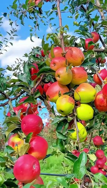 秋天硕果的寓意是什么_秋天硕果适合哪些场景