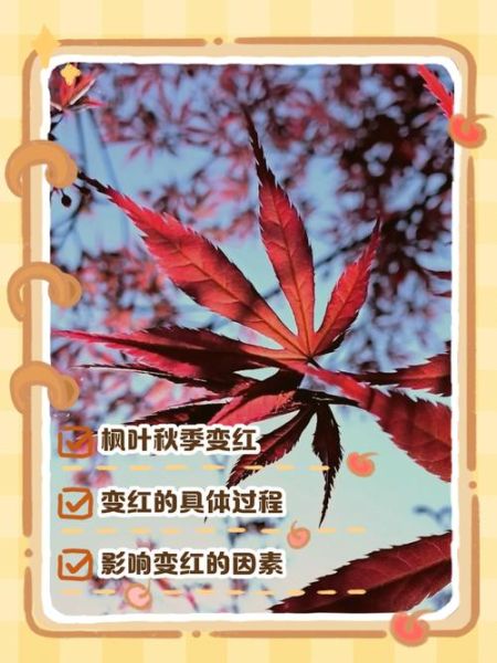 枫叶为什么变红_枫叶变红的原因