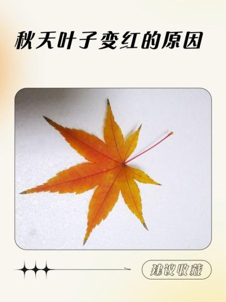 枫叶为什么变红_枫叶变红的原因