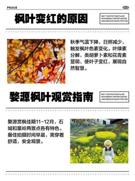 枫叶为什么变红_枫叶变红的原因