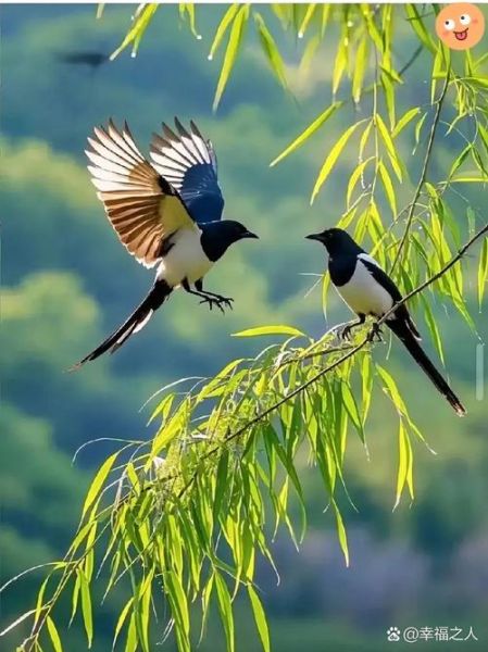 喜鹊叫声像什么_喜鹊报喜是真的吗