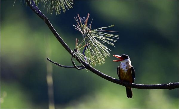 鸟为什么喜欢站在枝头_枝头对鸟有什么意义