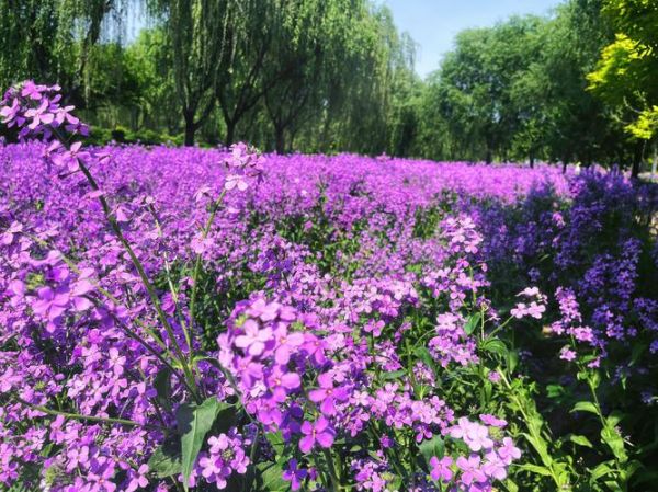 春天有哪些花_春天适合去哪里踏青