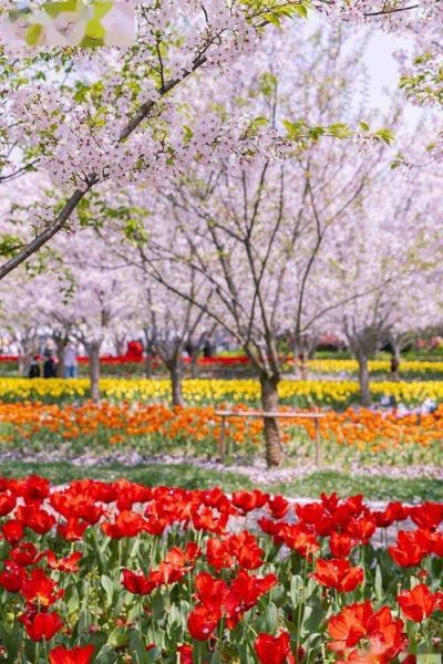 春天有哪些花_春天适合去哪里踏青