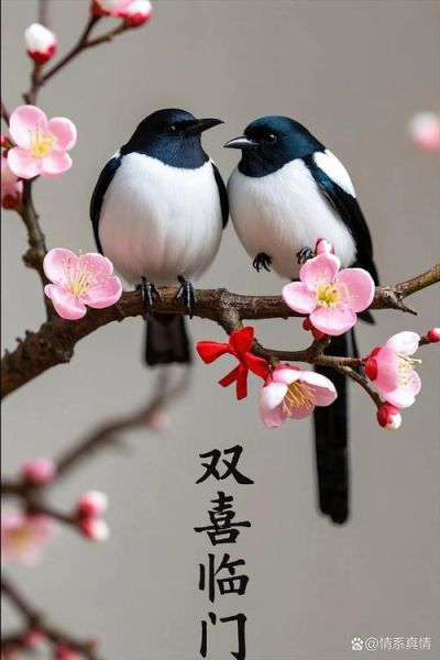 喜鹊报喜的征兆_喜鹊叫有什么寓意