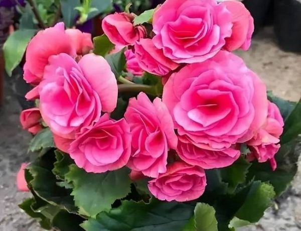 花繁叶茂是什么意思_花繁叶茂的寓意和象征