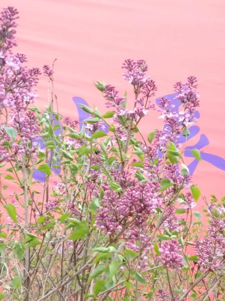 花繁叶茂是什么意思_花繁叶茂的寓意和象征