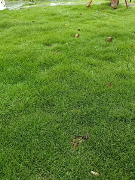 草坪绿得发亮_草坪为什么那么绿