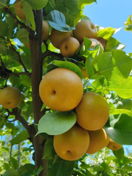 秋天有什么特色水果_秋天适合吃什么水果