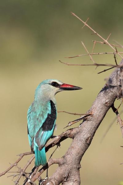 翠鸟长什么样_翠鸟吃什么食物