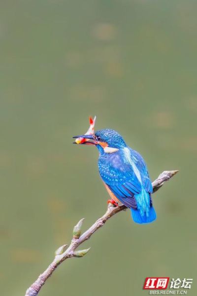 翠鸟长什么样_翠鸟吃什么食物