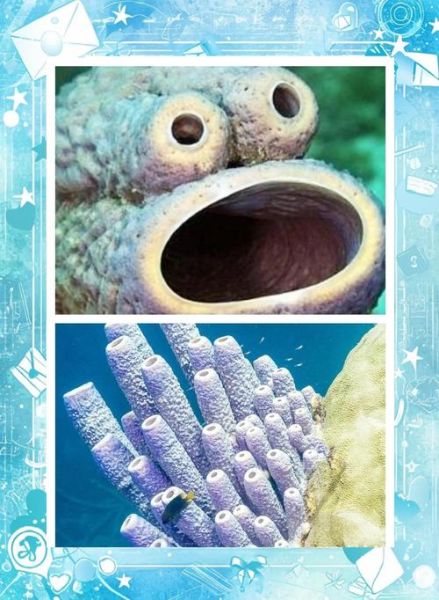 海里有哪些奇特生物_深海压力有多大