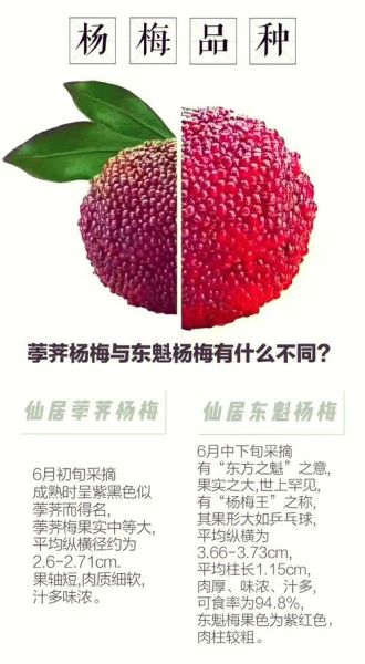 杨梅怎么挑选_杨梅有哪些品种