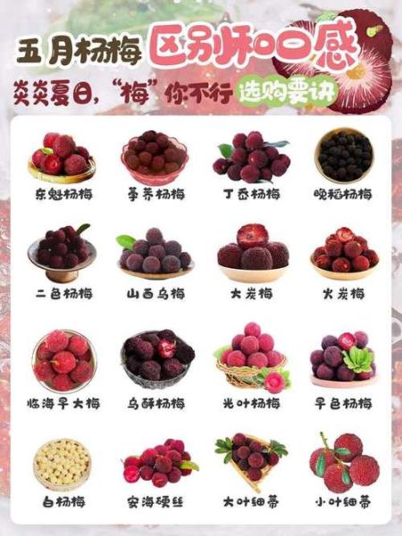 杨梅怎么挑选_杨梅有哪些品种