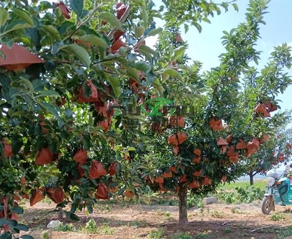 果园春天适合种什么果树_果园春天管理要点