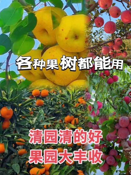 果园春天适合种什么果树_果园春天管理要点