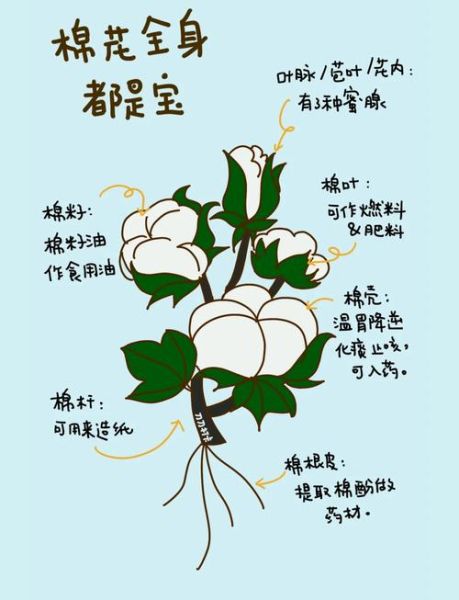 形容棉花的词语有哪些_如何挑选优质棉