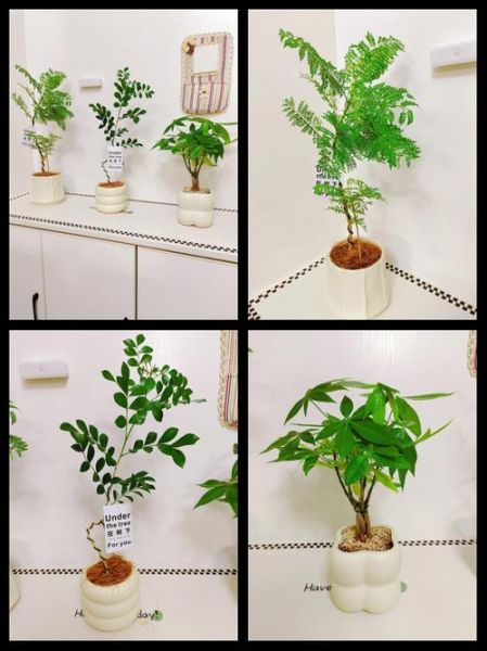 茂盛而繁密的植物怎么养_茂盛而繁密的绿植如何修剪