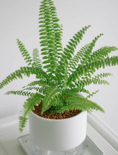 绿色茂盛的植物有哪些_如何让绿植更茂盛