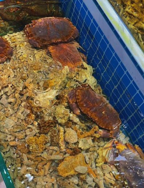 面包蟹怎么蒸好吃_面包蟹的做法步骤