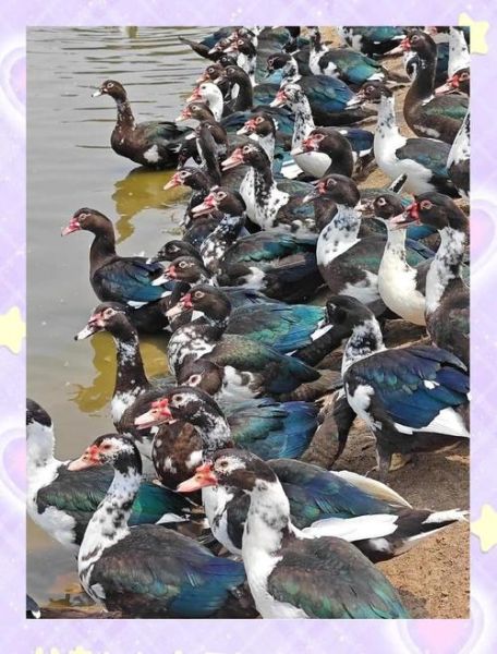 嘎嘎是什么声音_嘎嘎叫的动物有哪些