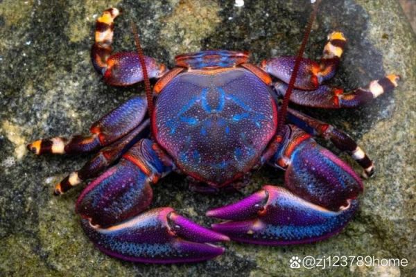 蟹壳为什么坚硬_蟹壳颜色有哪些