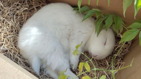 兔子睡觉姿势_兔子睡觉时间多久