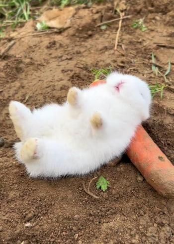 兔子睡觉姿势_兔子睡觉时间多久